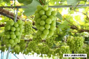倉敷シャインマスカット